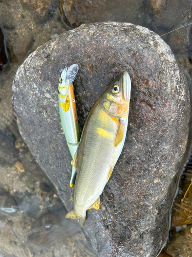 アユの釣果