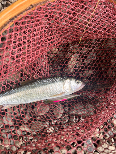 ハスの釣果