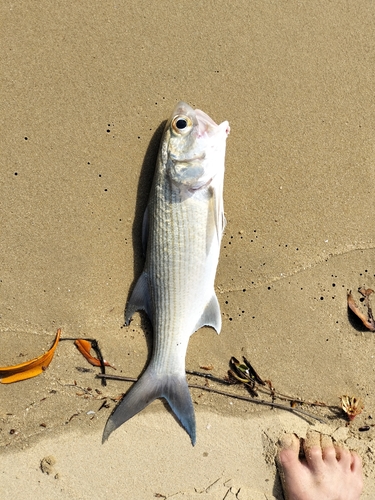 ツバメコノシロの釣果