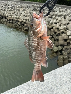 ゴマフエダイの釣果