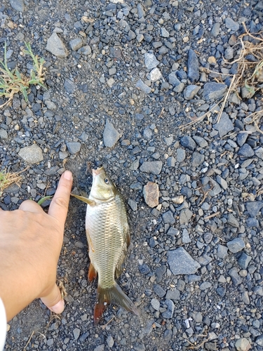 コイの釣果