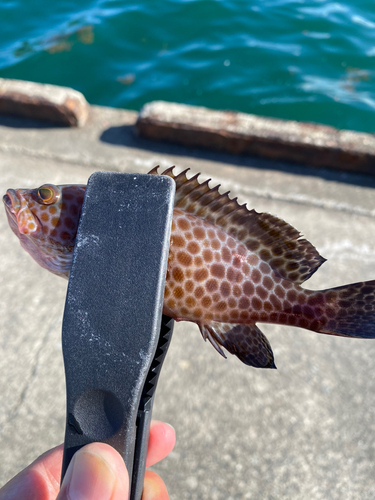 オオモンハタの釣果