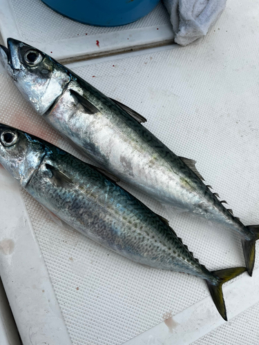 ゴマサバの釣果