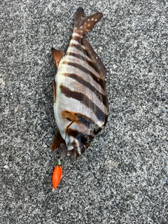 タカノハダイの釣果