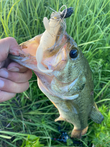 ラージマウスバスの釣果