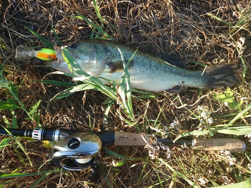 ブラックバスの釣果