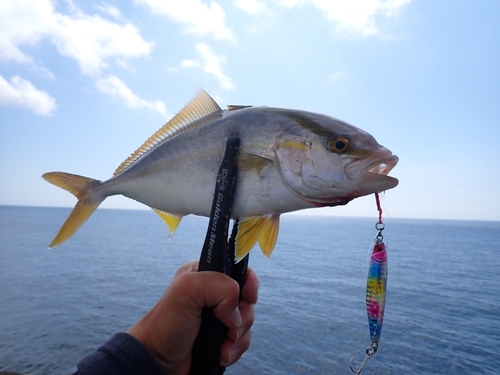 シオの釣果