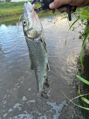 ニゴイの釣果