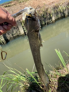 ナマズの釣果