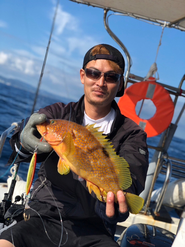 アコウの釣果