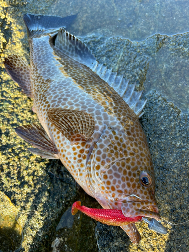 オオモンハタの釣果