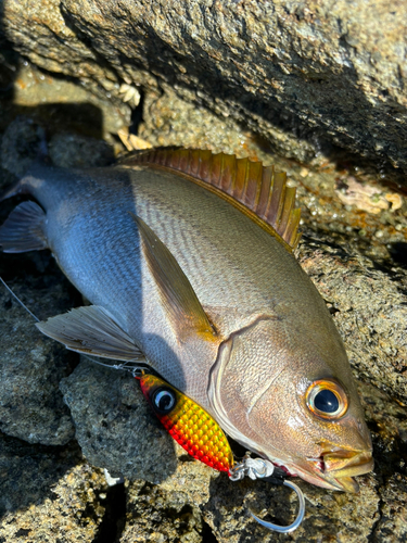 イサキの釣果