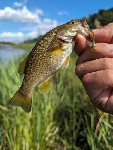 スモールマウスバスの釣果