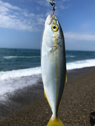 コゾクラの釣果