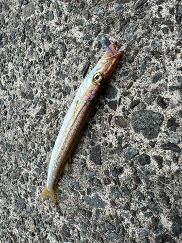 カマスの釣果