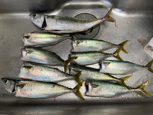 サバの釣果