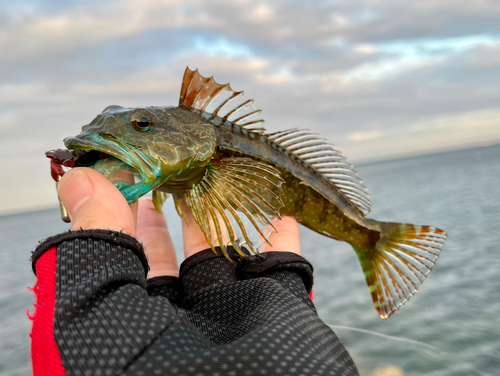 アナハゼの釣果