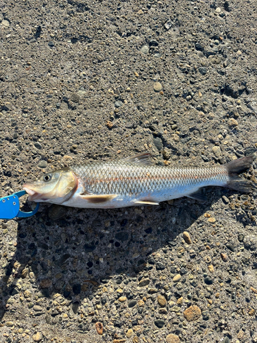 ニゴイの釣果