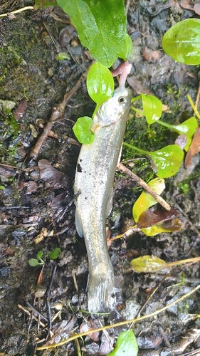 アブラハヤの釣果