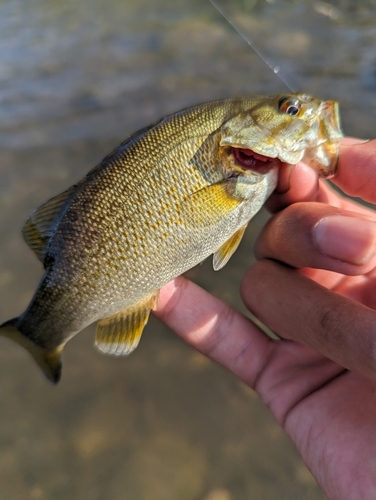 スモールマウスバスの釣果