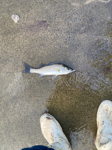 セイゴ（マルスズキ）の釣果