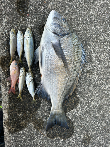 クロダイの釣果