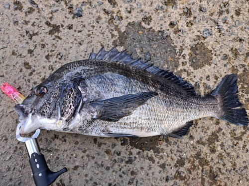 チヌの釣果