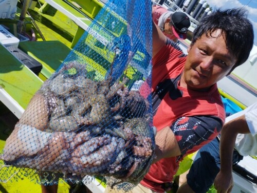 マダコの釣果