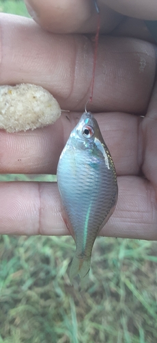 タイリクバラタナゴの釣果