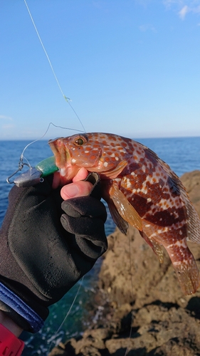 キジハタの釣果