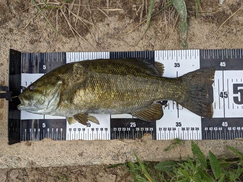 スモールマウスバスの釣果