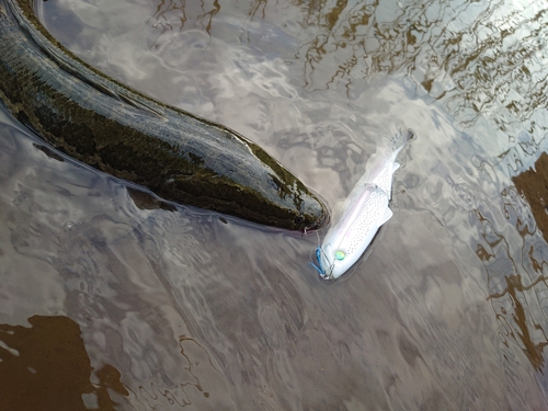 ライギョの釣果