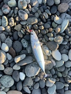 ソウダガツオの釣果