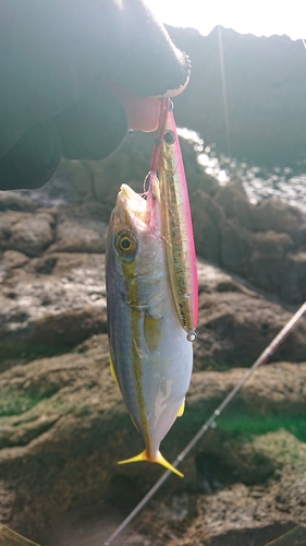 ワカシの釣果