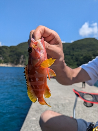 アカハタの釣果