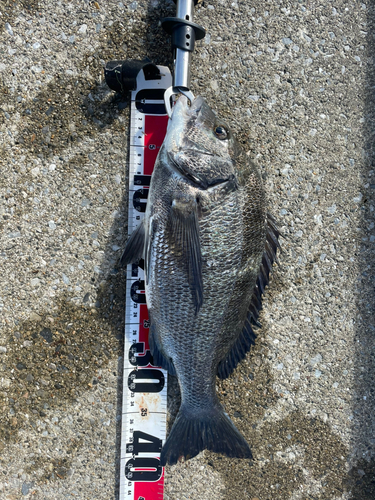 チヌの釣果