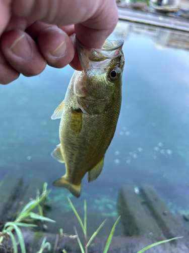 ラージマウスバスの釣果