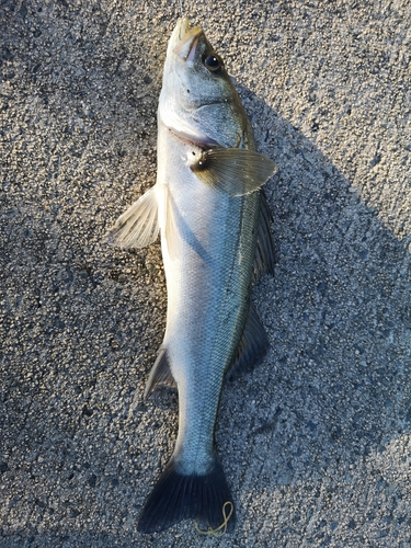 セイゴ（マルスズキ）の釣果