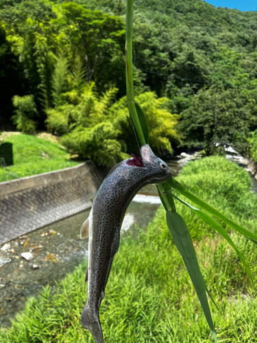 ニジマスの釣果