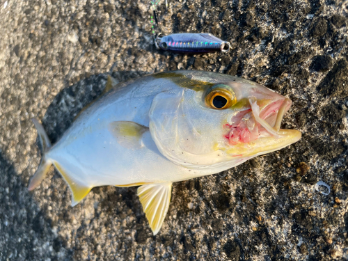 ネリゴの釣果