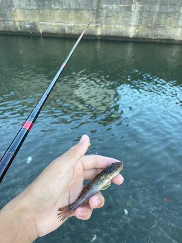 マハゼの釣果