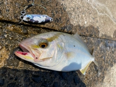 ネリゴの釣果