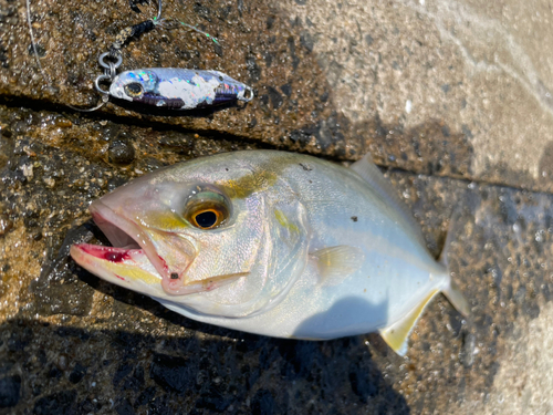 ネリゴの釣果