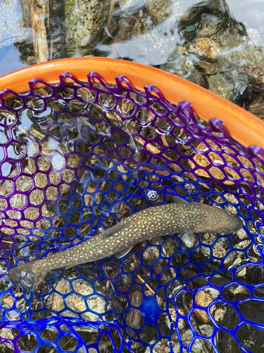 イワナの釣果