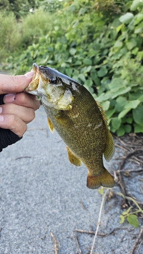 スモールマウスバスの釣果