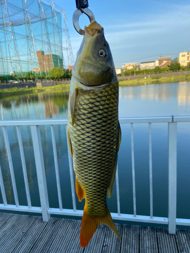 コイの釣果