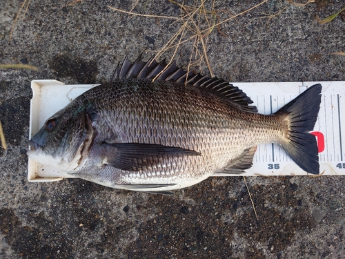 チヌの釣果