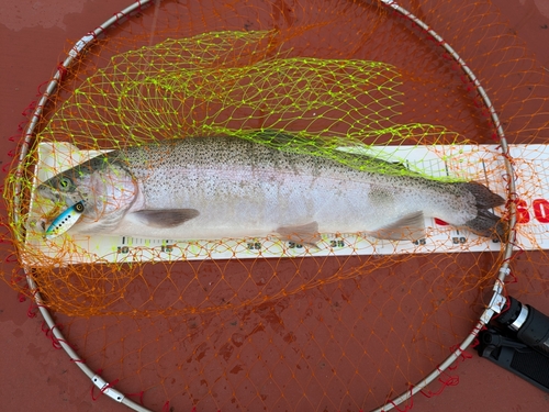 トラウトの釣果