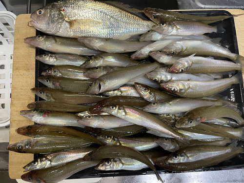 シロギスの釣果