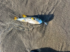 シマフグの釣果